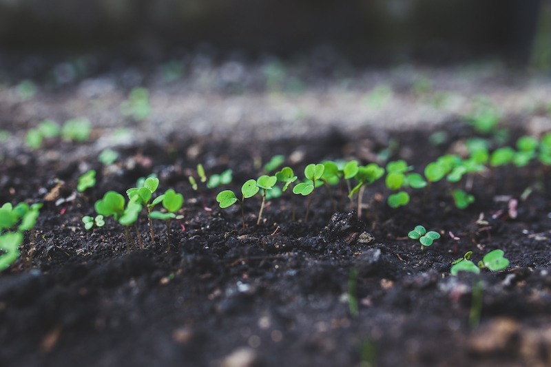 Small green seedlings emerging from soil