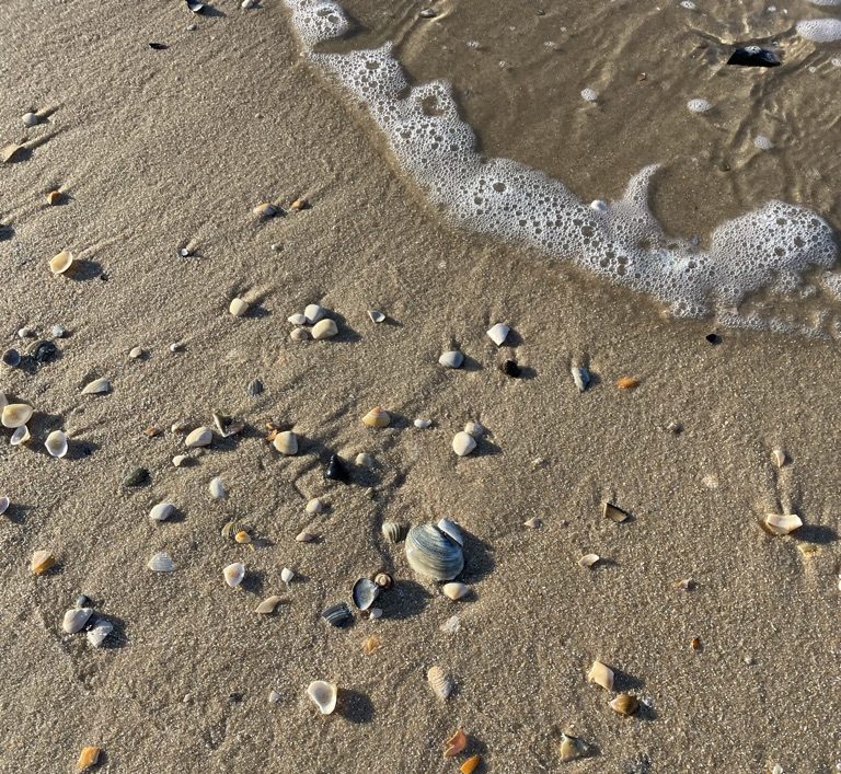 Close-up of shells and foam on wet sand, illustrating natural textures and attention in nature