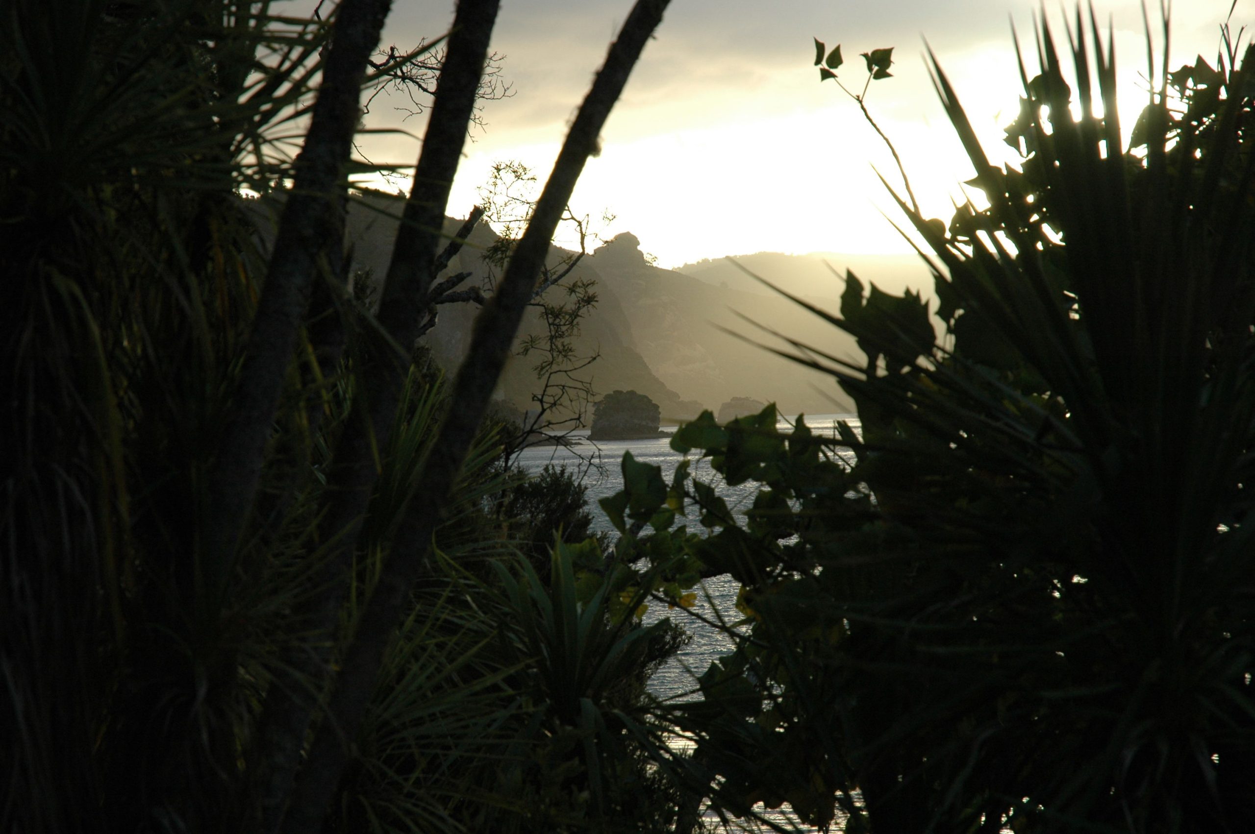 Sunlight over a coastal landscape framed by dense foliage and water, illustrating natural environments linked to mental health and nervous system regulation