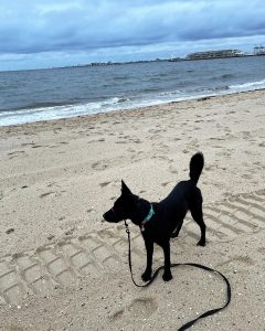 Bindi, black kelpie, on the beach 