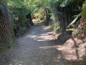 breathing for anxiety - calm path through a national park 