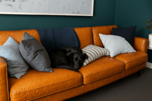 Bindi, the kelpie, curled up and resting peacefully on the office couch