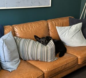 Warm consulting room at Enhance Life Psychology in Albert Park — a calm space to explore performance anxiety.