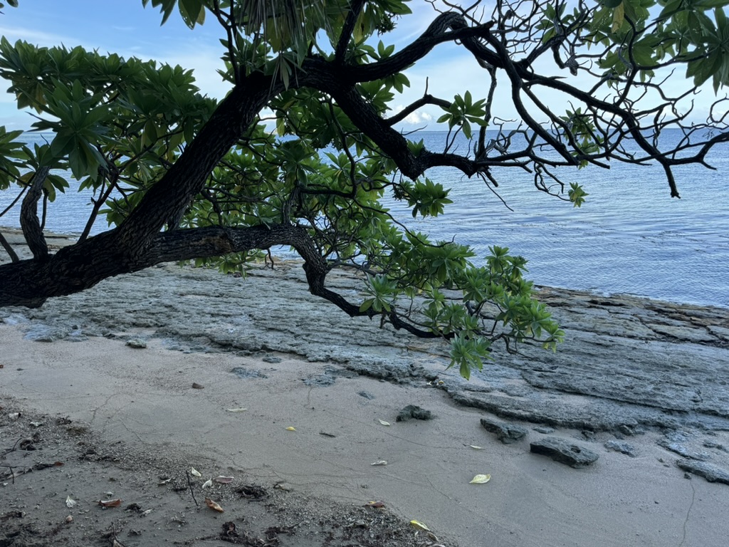 Overhanging tree branches above calm shoreline, offering a sense of quiet and grounding.