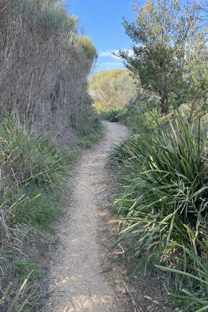 A walking path leading forward through a natural landscape, symbolising values-guided preparation and sustained engagement under pressure.