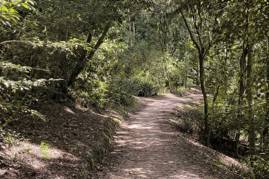 Sunlit forest path winding gently through trees