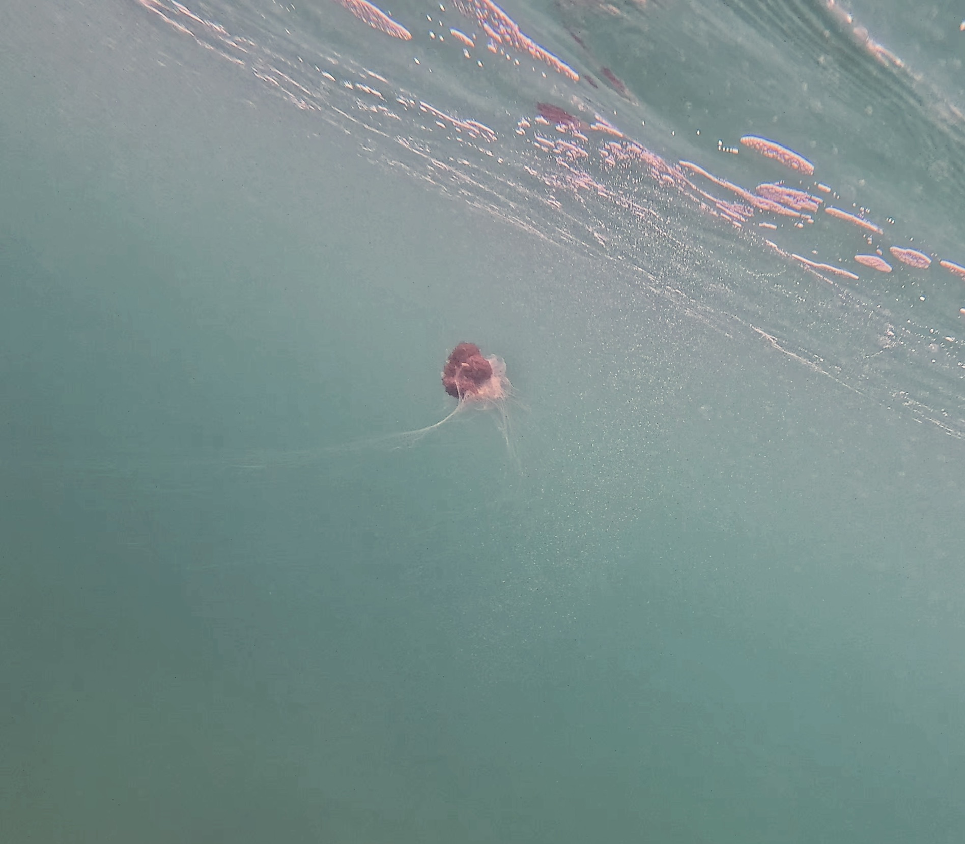 Lion’s mane jellyfish beneath the surface, Port Phillip Bay