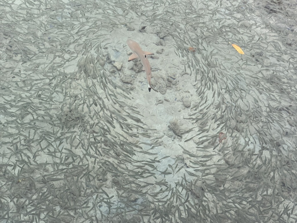 Black-tip reef shark swimming in shallow water, illustrating how perceived threat can differ from actual danger