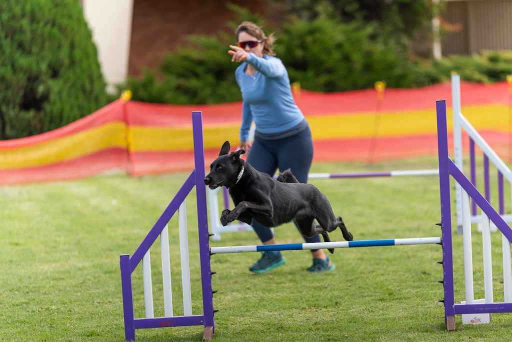 Nonie Carr and Bindi competing in dog agility