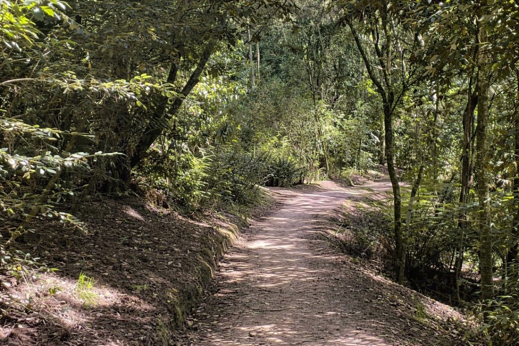 Narrow walking path through lush subtropical forest alongside a river near Taupo, New Zealand, soft dappled light through dense green canopy